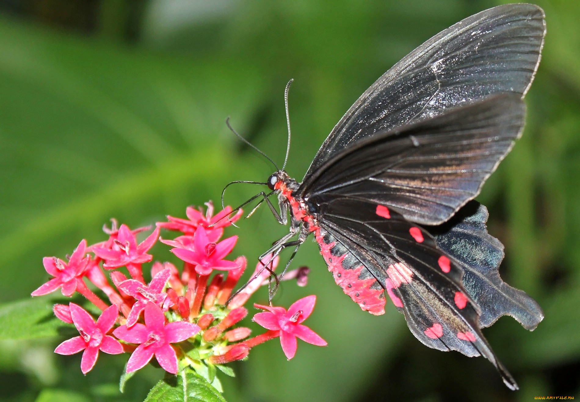 Цветок похож на крылья бабочки. Китайские бабочки. Крылья бабочки. Крылышки растений. Растение бабочка Китай.
